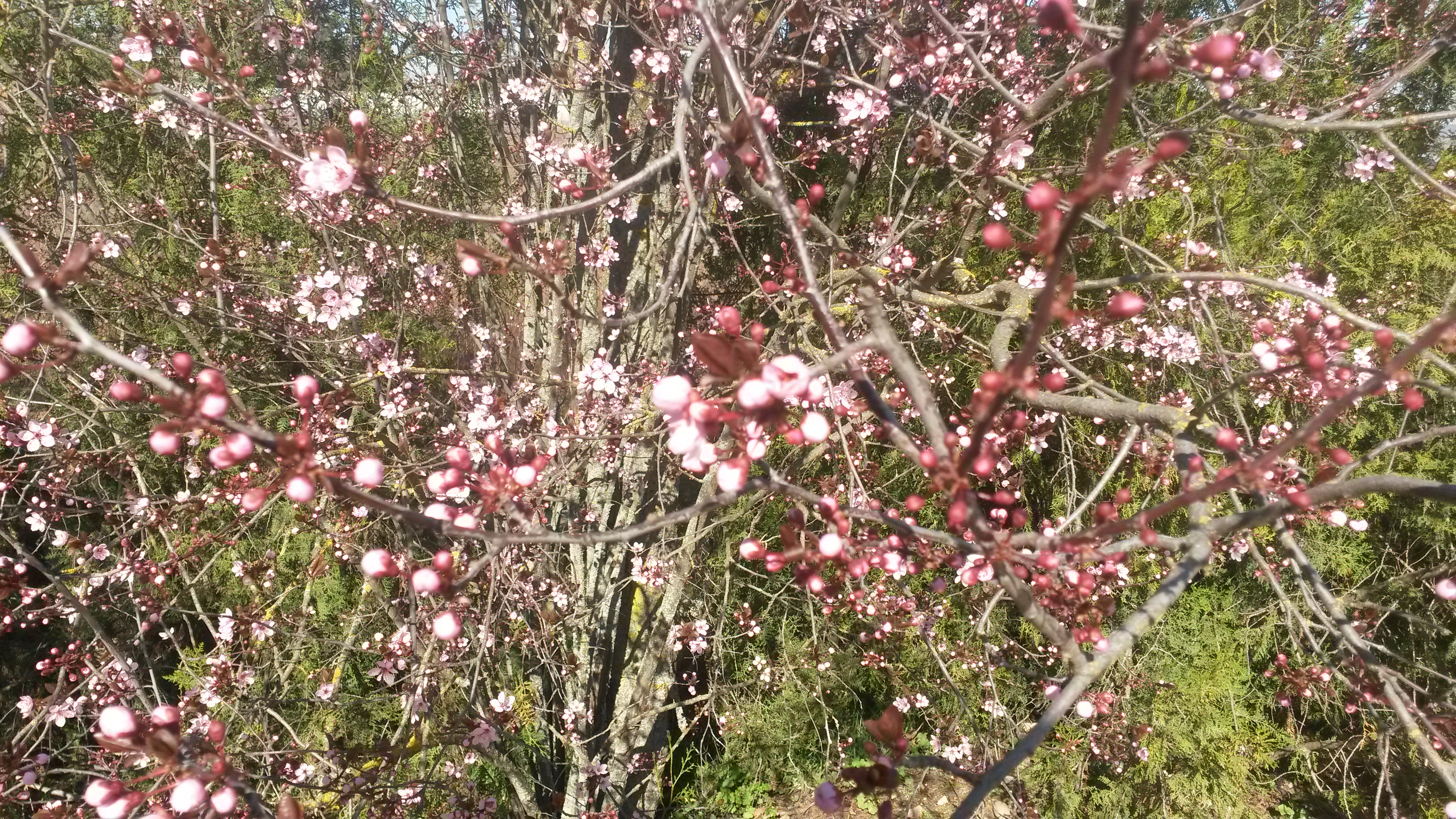 Primavera