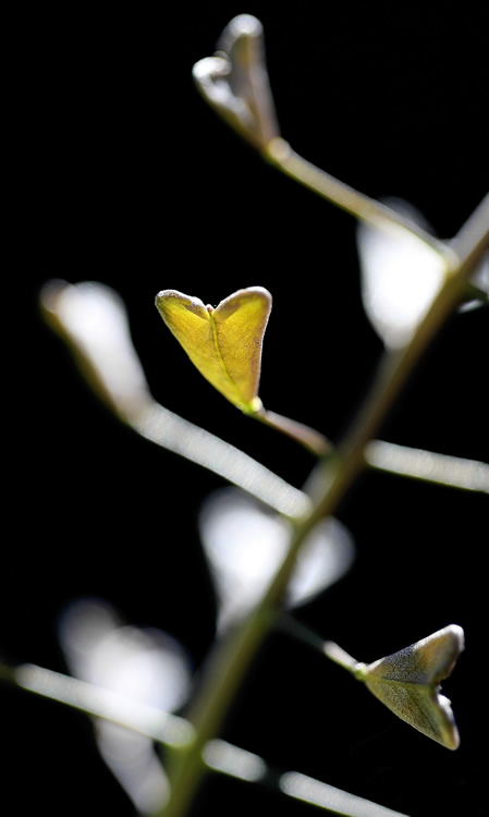 Flora Humillis en Madrid: Capsella bursa-pastoris