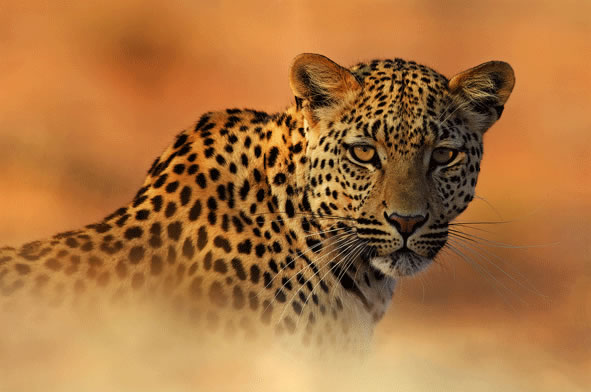 Ojos en el oasis (África del Sur) Autor Lee Slabber